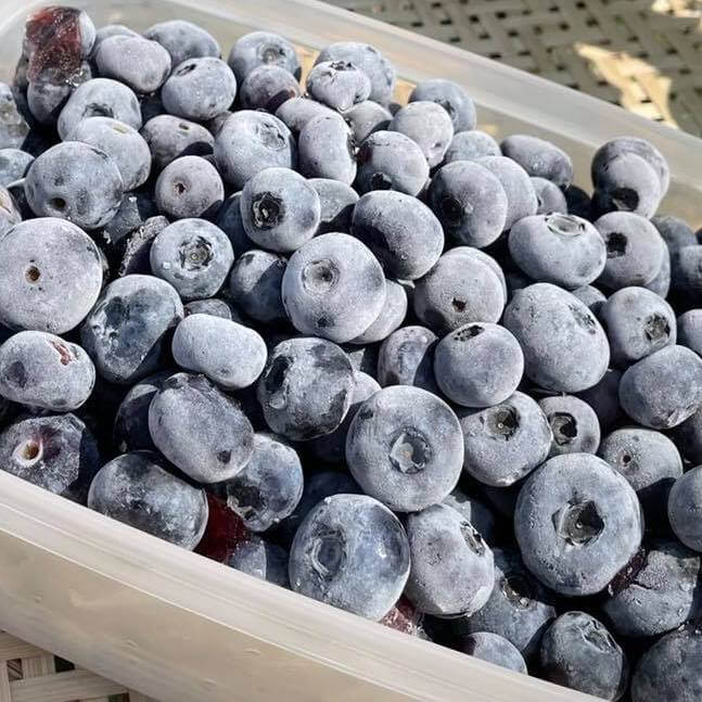–　パトリオット1kg　冷凍ブルーベリー　自然栽培　北海道のお取り寄せ地元市場