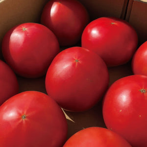 
                  
                    北海道森町産 山本農園 情熱トマト 12個入
                  
                