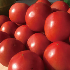 
                  
                    北海道森町産 山本農園 情熱トマト 12個入
                  
                